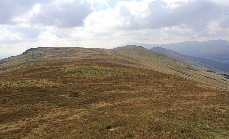 White Pike White Pike